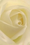 This evocative perspective plunges you into the tranquil heart of a cream-white rose, each velvet petal unfolding like a secret revealed on a quiet morning in Brent Cross. Soft ivory and gentle cream hues merge seamlessly, capturing the play of subdued light filtering through nearby parks. The delicate spirals are stroked with a serene luminosity, bringing out the flower's depth and the intricate artistry behind every local bouquet. There is an enveloping peace here-much like the early hours when the city is still quiet, and every detail carries heightened meaning. The suggestion of a subtle, sweet fragrance hovers in the air, while the composition embodies reverence and hope, making this rose ideal for expressing sympathy, new beginnings, or heartfelt admiration. The image not only reveals the bloom's inherent beauty, but also the careful, experienced hands of a Brent Cross florist who understands the importance of every personal moment those flowers will illuminate.